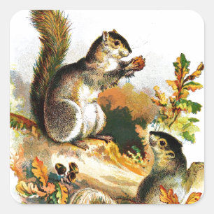 Vintage Drawing: Squirrels in Autumn Square Sticker