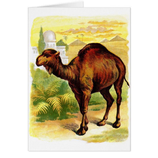 Vintage Drawing: The Dromedary (Front)