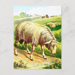 Vintage Drawing: The Sheep Postcard