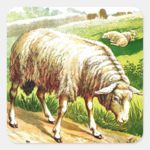 Vintage Drawing: The Sheep Square Sticker