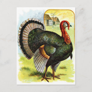 Vintage Drawing: The Turkey Postcard