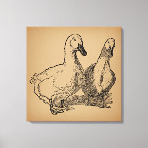 Vintage Duck Art Two Ducks Illustration Canvas Print