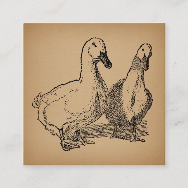 Vintage Duck Art Two Ducks Illustration Enclosure Card (Front)
