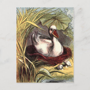 Vintage Duck Postcard