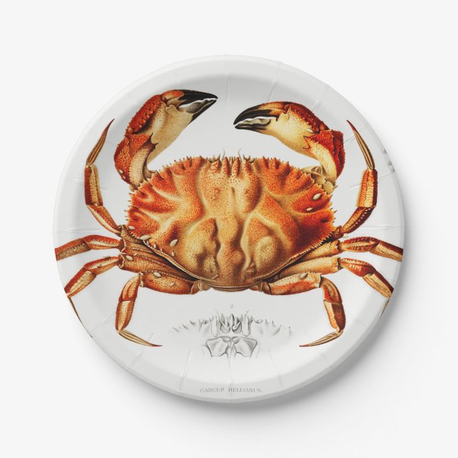 Vintage Dungeness Crab Illustration Paper Plate (Front)