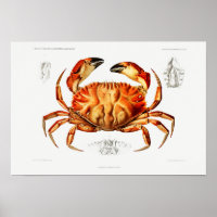 Vintage Dungeness Crab Illustration