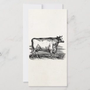 Vintage Durham Cow Bull Personalised Illustration
