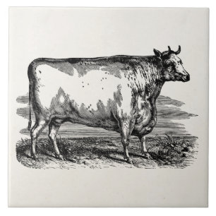 Vintage Durham Cow Bull Personalised Illustration Tile