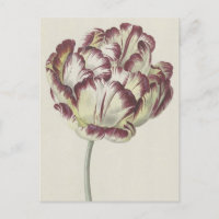 Vintage Dutch Art: White, Red and Yellow Tulip