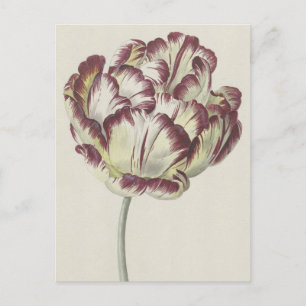 Vintage Dutch Art: White, Red and Yellow Tulip Postcard