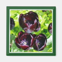 Vintage Dutch Purple Green Black Tulips Photo