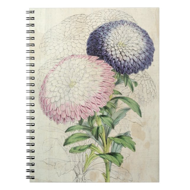 Vintage Dwarf Chrysanthemum-Flowered Asters Notebook (Front)