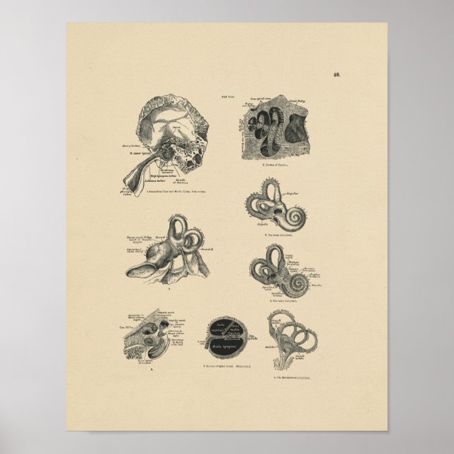 Vintage Ear Anatomy 1880 Print (Front)