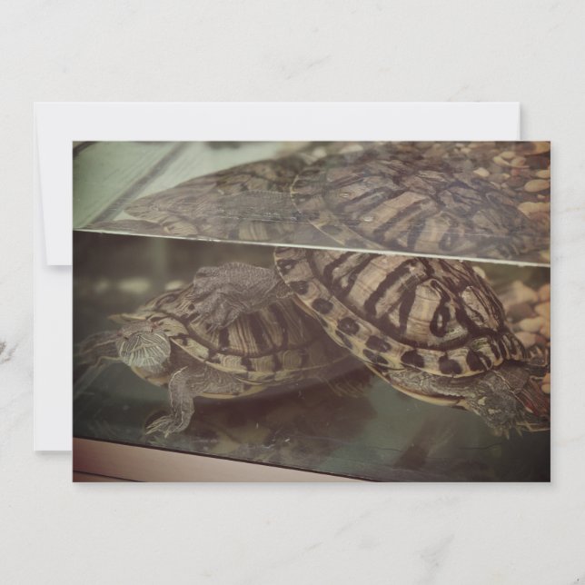 Vintage Earthy Turtle Reflection Card (Front)
