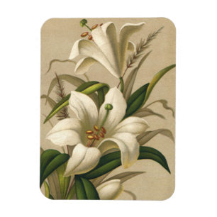 Vintage Easter Lilies, Victorian Flowers in Bloom Magnet