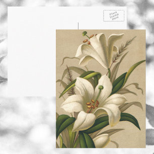 Vintage Easter Lilies, Victorian Flowers in Bloom Postcard