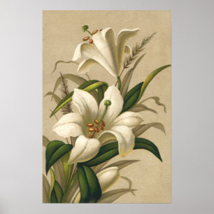 Vintage Easter Lilies, Victorian Flowers in Bloom Poster