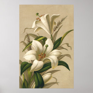 Vintage Easter Lilies, Victorian Flowers in Bloom Poster