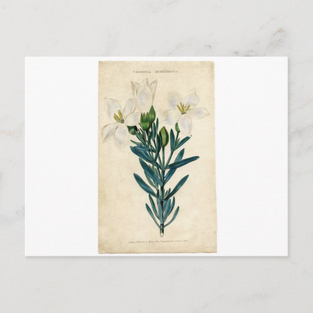 Vintage Easter Lily Holiday Postcard (Front)
