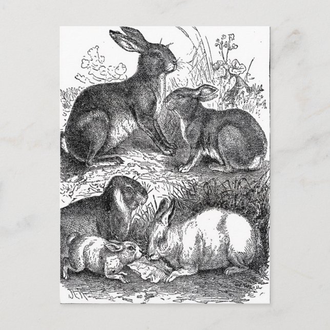 Vintage Easter Postcard (Front)