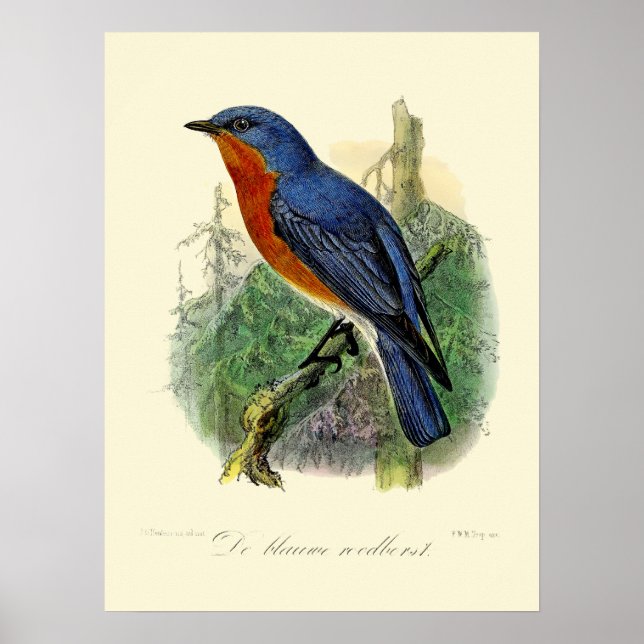 Vintage Eastern Bluebird by John Gerrard Keulemans Poster (Front)