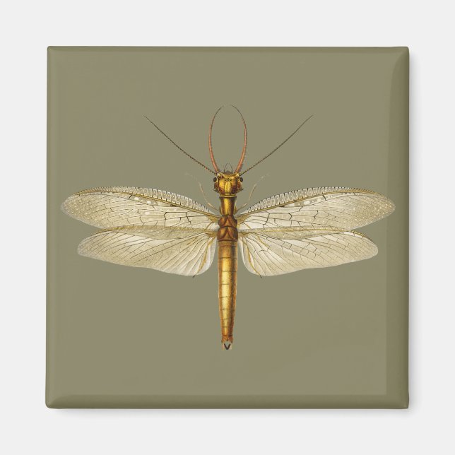 Vintage Eastern dobsonfly Dragonfly illustration Magnet (Front)