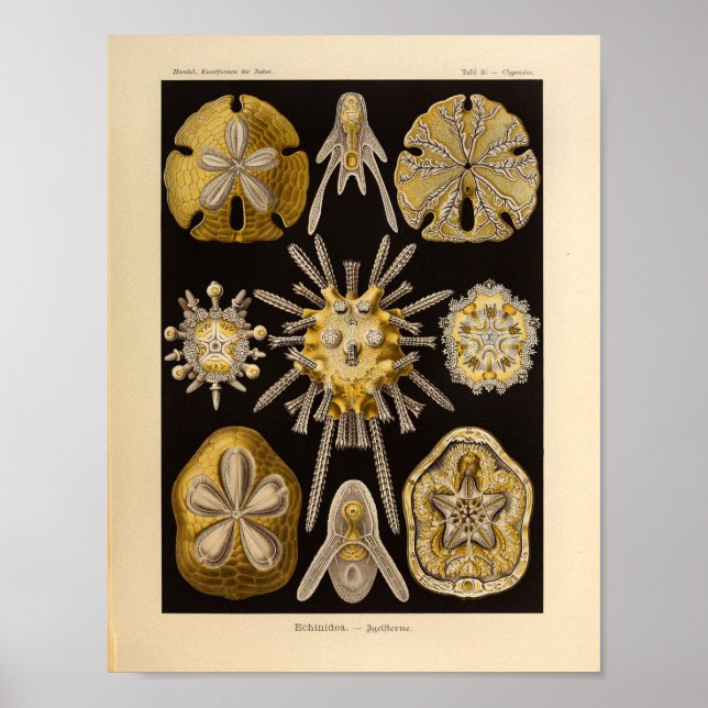 Vintage Echinidea Colour Ernst Haeckel Print (Front)