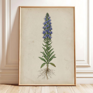 Vintage Echium Blooms Antique Farmhouse Art Print