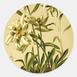 Vintage Edelweiss Classic Round Sticker
