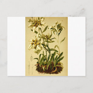 Vintage Edelweiss Postcard