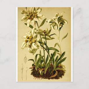 Vintage Edelweiss Postcard