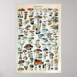 Vintage Edible Mushroom Chart