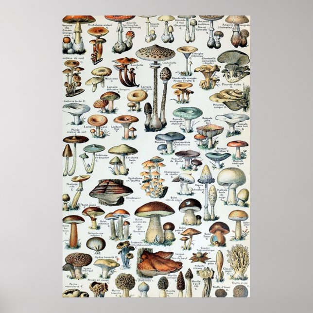 Vintage Edible Mushroom Chart (Front)