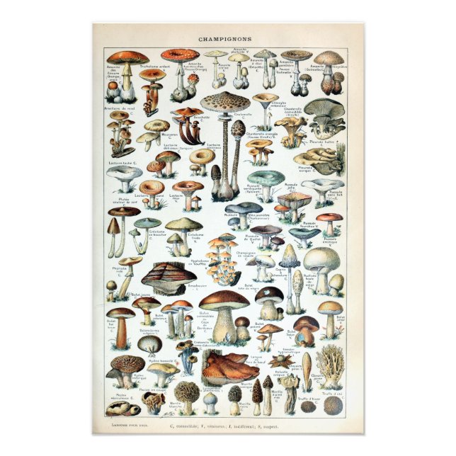 Vintage Edible Mushroom Chart Photo Enlargement (Front)