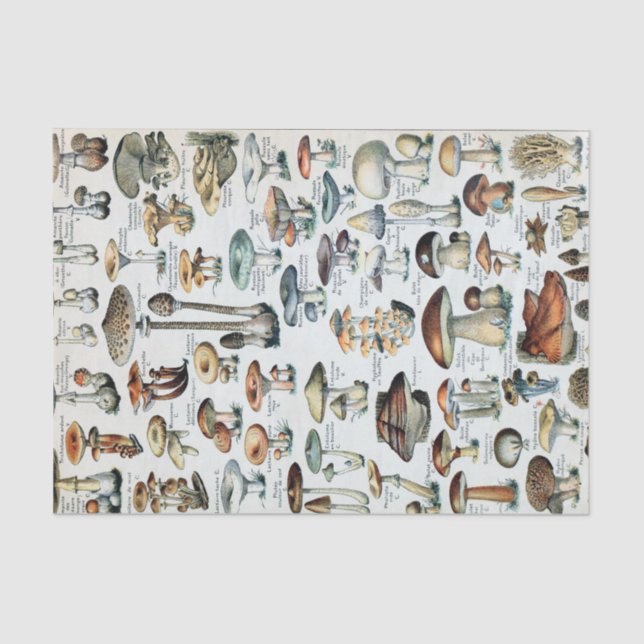 Vintage Edible Mushroom Chart Tissue Paper (Front)