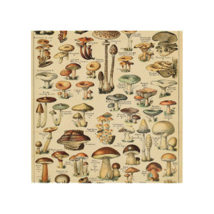Vintage Edible Mushroom Chart Wood Wall Art
