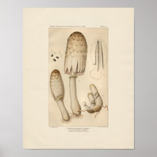 Vintage Edible Mushroom Print