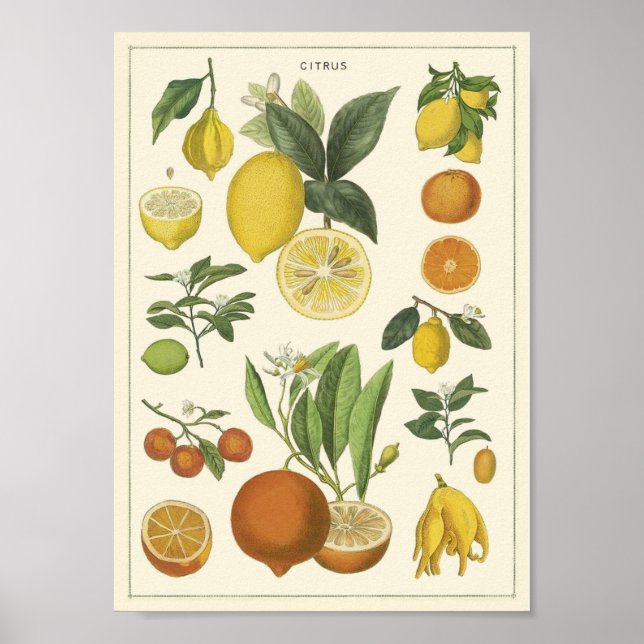 Vintage educational poster (Front)