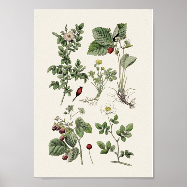 Vintage educational poster (Front)