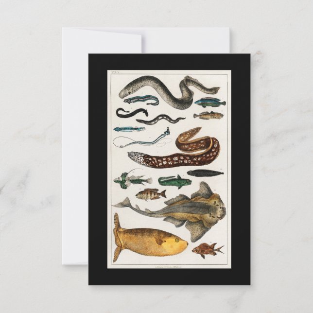 Vintage Eel Fish Collections RSVP Card (Front)