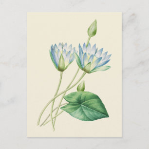 Vintage Egyptian Lotus Botanical Illustration Postcard