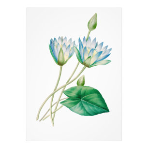 Vintage Egyptian Lotus Flower Photo Enlargement Print