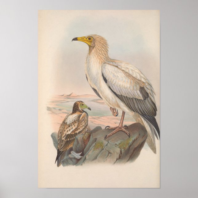Vintage Egyptian Vulture Bird Poster (Front)