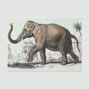 Vintage elephant drawing tissue paper