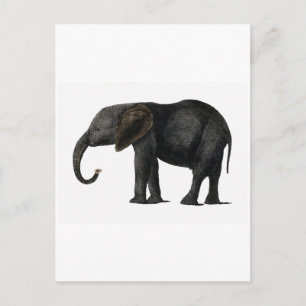 VINTAGE ELEPHANT POSTCARD