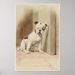 Vintage English Bulldog Illustration Poster
