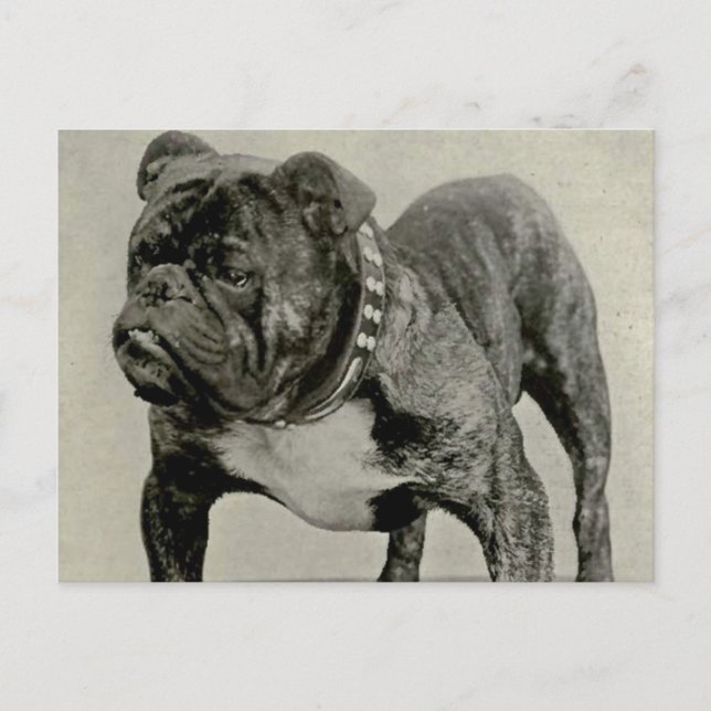 Vintage English Bulldog Photograph Postcard (Front)