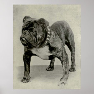 Vintage English Bulldog Photograph Poster