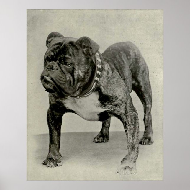 Vintage English Bulldog Photograph Poster (Front)