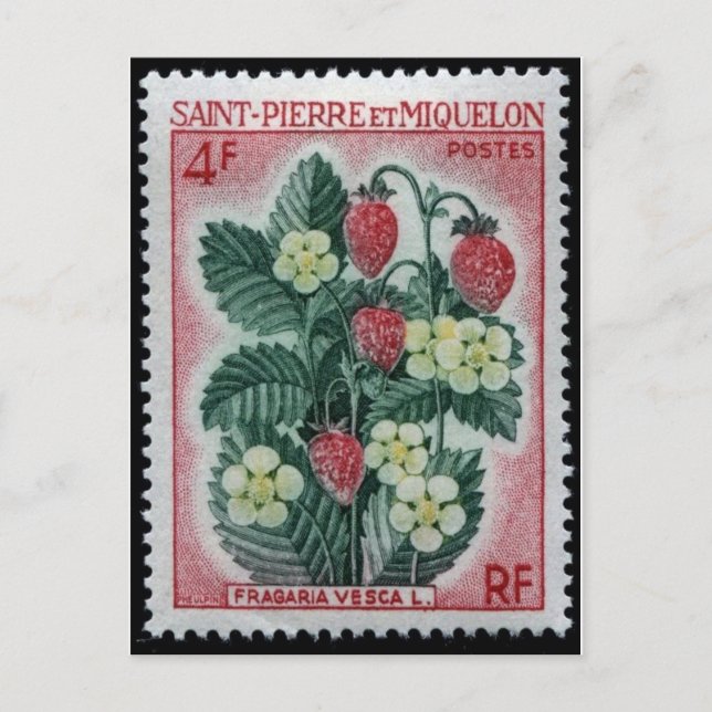 Vintage Engraved Stamp Postcard (Front)